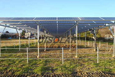 Fotovoltaica + agricultura se complementan, utilizando paneles solares para cultivar frutas